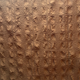 Brown Pucker Fabric