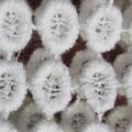 Lace